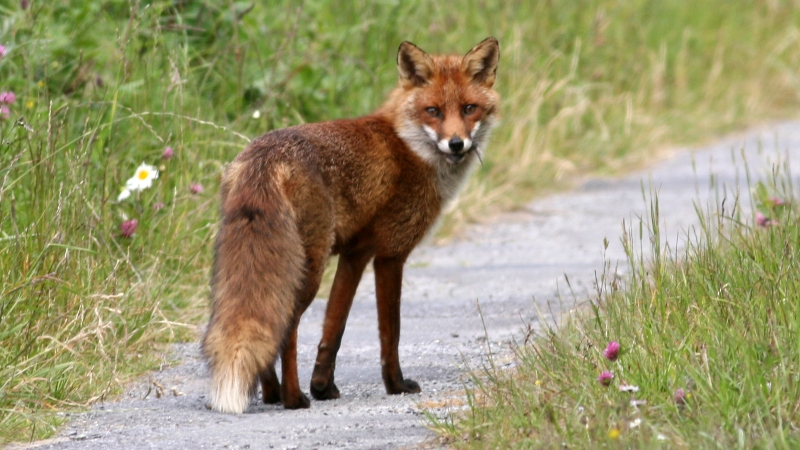 Vulpe vulpe. Wikimedia Commons